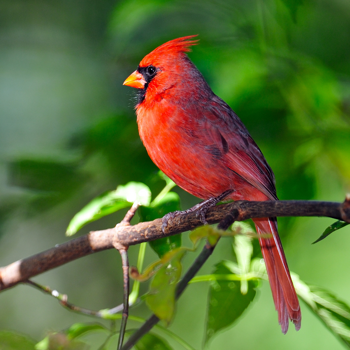 Cardinals and signs